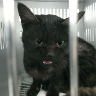 甘えん坊の黒キジトラ猫！収容期限11/29朝迄