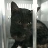 甘えん坊の黒キジトラ猫！収容期限11/29朝迄 サムネイル2