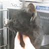 甘えん坊の黒キジトラ猫！収容期限11/29朝迄 サムネイル3