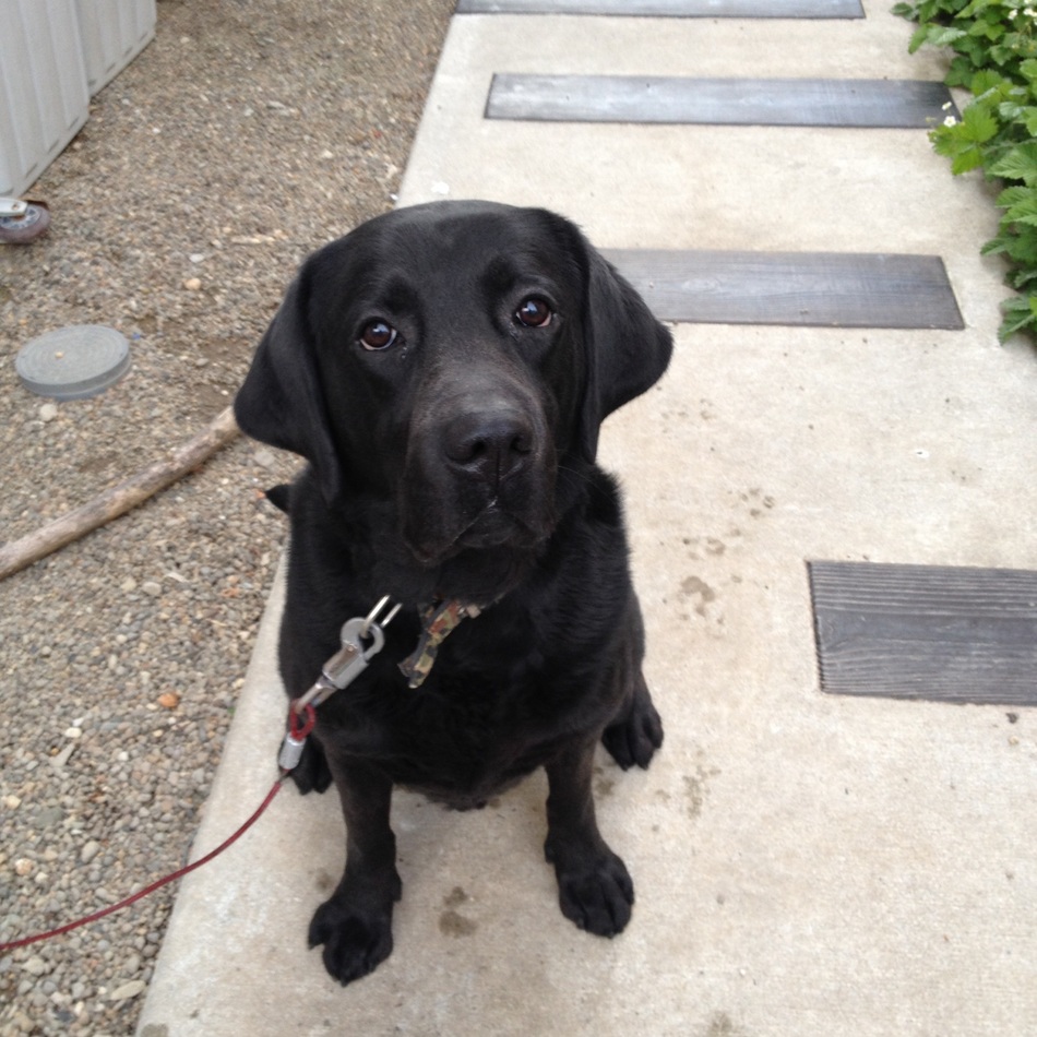 フリオセサルのカバー写真