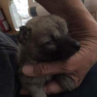 子犬の里親さん募集中です