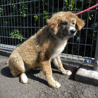 大きくても甘えん坊♪たくさん愛してください