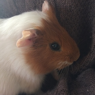 ありがとうございました