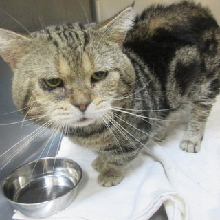 満月ちゃん　推定5才♂