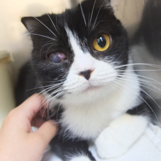 すすきちゃん　推定3才♀