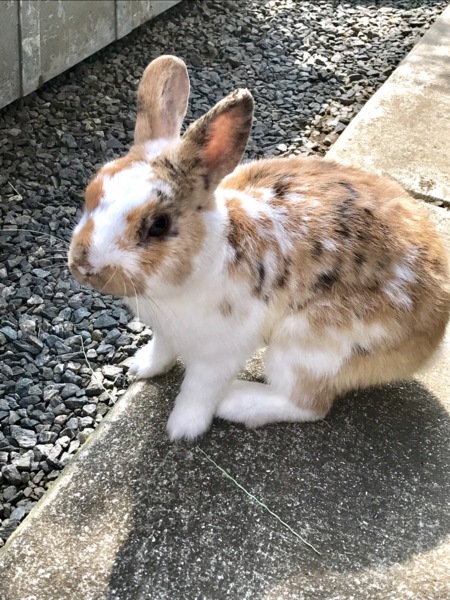 飼育放棄されたうさぎの里親募集 熊本県 小動物の里親募集 14 ペットのおうち 月間利用者150万人