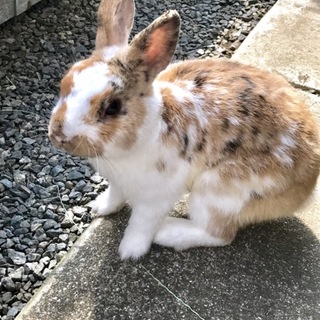 飼育放棄されたうさぎの里親募集