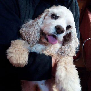 優しい里親様決定しました！