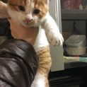 可愛い茶白くん
