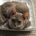 交渉中