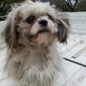 【繁殖所引退犬】可愛いシーズー３歳の男の子♂