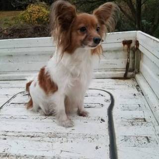 【繁殖所引退犬】高齢可！７歳パピオンの女の子♀