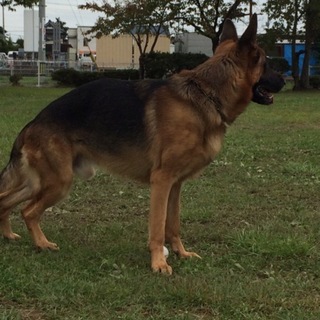 シェパード 雄 6才 展覧系