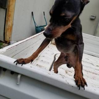 【繁殖所引退犬】ミニピン７歳の男の子♂高齢者可♂