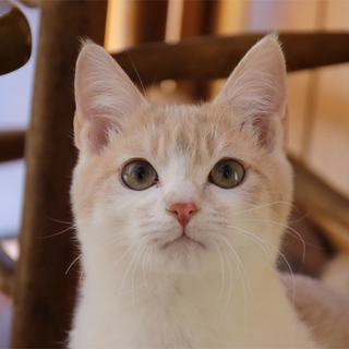 クリームタビー＆ホワイトの男の子