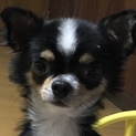 引っ越しで飼えなくなりました。