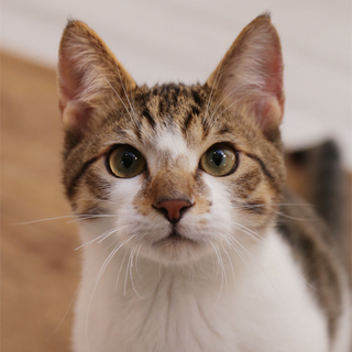 キジ白の男の子（３兄妹）