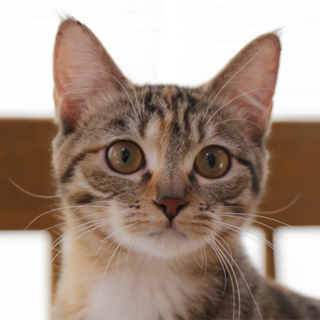 ムギワラ＆つま先ソックスの女の子