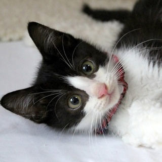 【募集一時停止】 お利口な甘えん坊・生後約３ヶ月