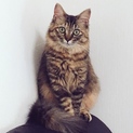 成猫 女の子 2歳 長毛