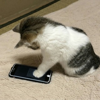 寂しがり屋の甘えん坊。2ヶ月キジ白の女の子♪