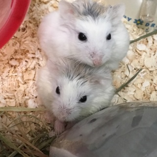 ホワイトフェイス ロボロフスキーオス(？) 2匹