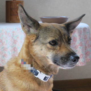 無邪気で甘えんぼの女の子イリーナです。