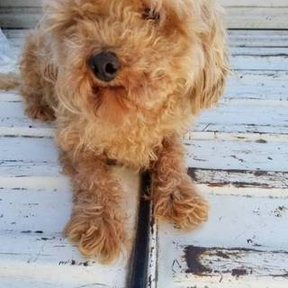 【繁殖所引退犬】めちゃ可愛♂３歳のトイプー男の子♂