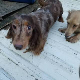 【繁殖所引退犬】可愛いダップルの女の子♀高齢可