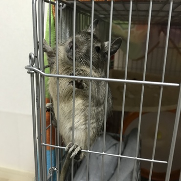 おやつおねだりが大胆(笑)※メスです(笑)