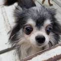 【繁殖所引退犬】高齢者可！可愛い８歳のチワワ♀