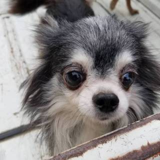【繁殖所引退犬】高齢者可！可愛い８歳のチワワ♀