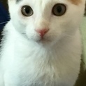三毛猫 姉妹てまりちゃん