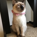 シャム風mixの女の子、イケメン黒猫の男の子