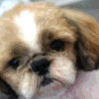 シーズー３才男の子