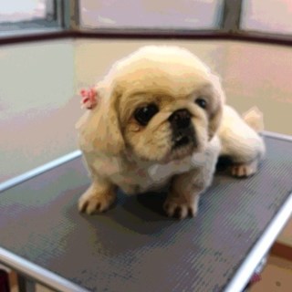 ペキニーズ女の子