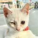 ハンデねこ ジャック君