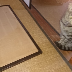 「雅(みやび)の遊び部屋リフォーム計画 その3」サムネイル1