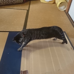 「雅(みやび)の遊び部屋リフォーム計画 その3」サムネイル2