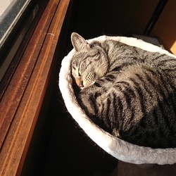 「雅(みやび)の遊び部屋リフォーム計画 その3」サムネイル3