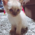 里親さん募集です
