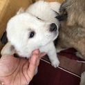 雑種白茶の子犬