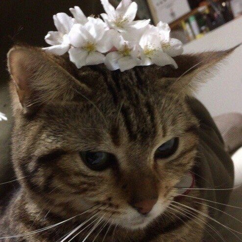 風花