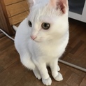7ヶ月の真っ白な男の子 元気いっぱいで甘えん坊です