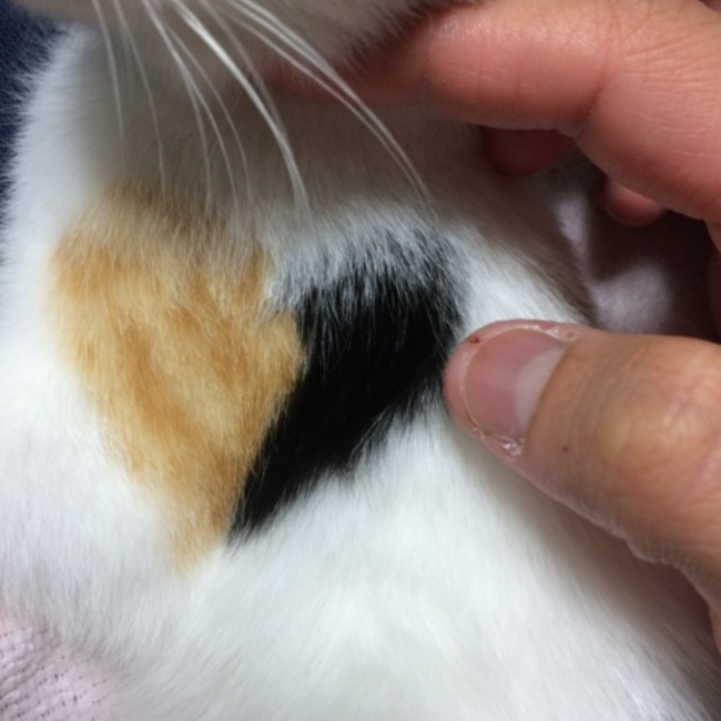 くぼひのカバー写真