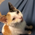 三毛猫メスです。
