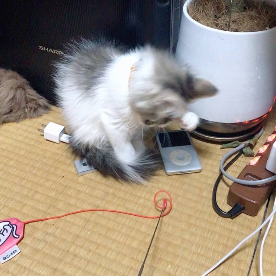 飛鳥のカバー写真