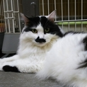 長毛白黒　チャップリン ７歳