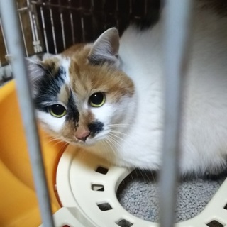 三毛猫♀避妊手術済み【里親募集中‼】
