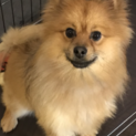 一歳ポメラニアン